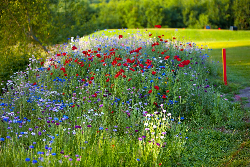 Flowers | Lamberhurst Golf Club